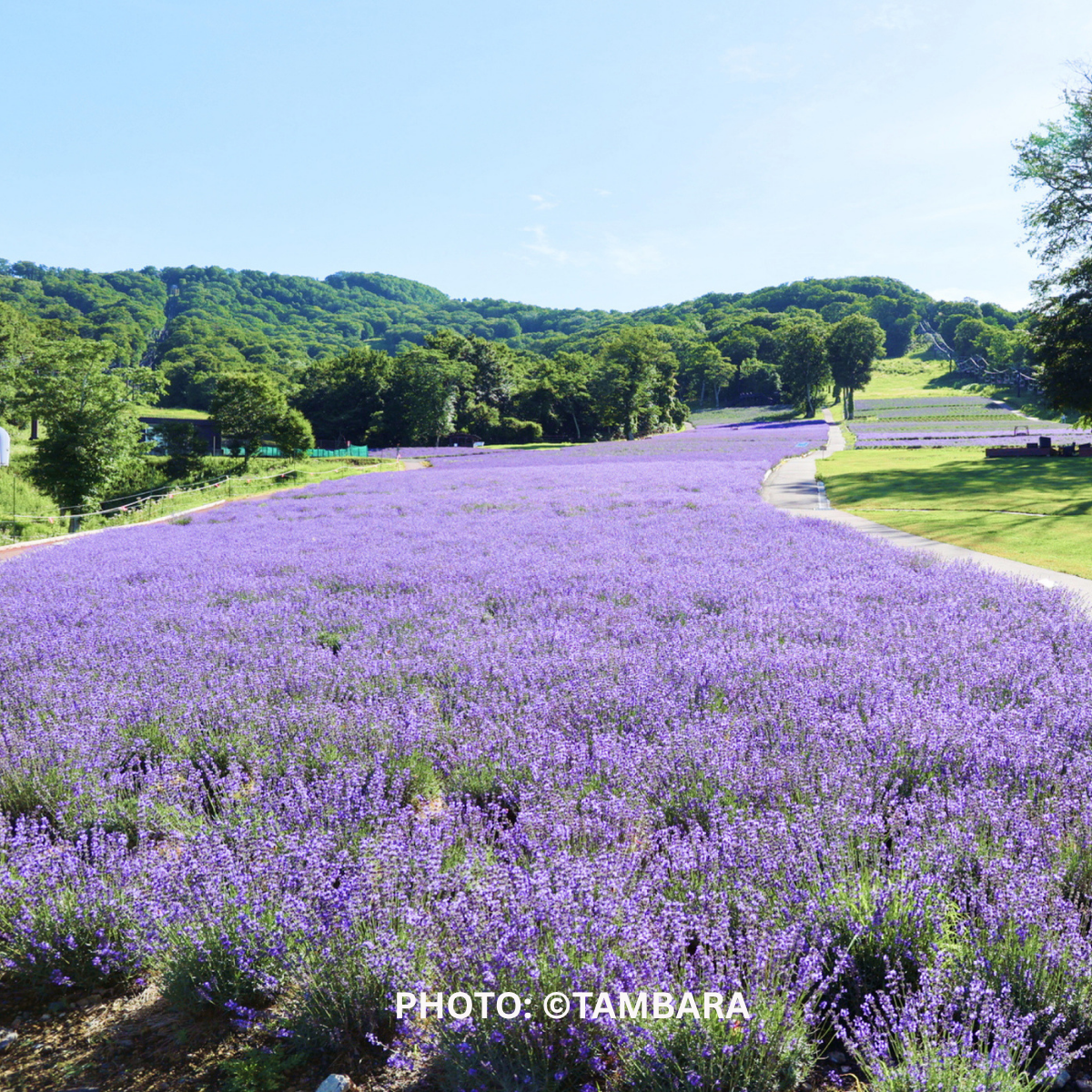 Tambara Lavender Park ทุ่งลาเวนเดอร์ใหญ่สุดในคันโต ใกล้โตเกียว