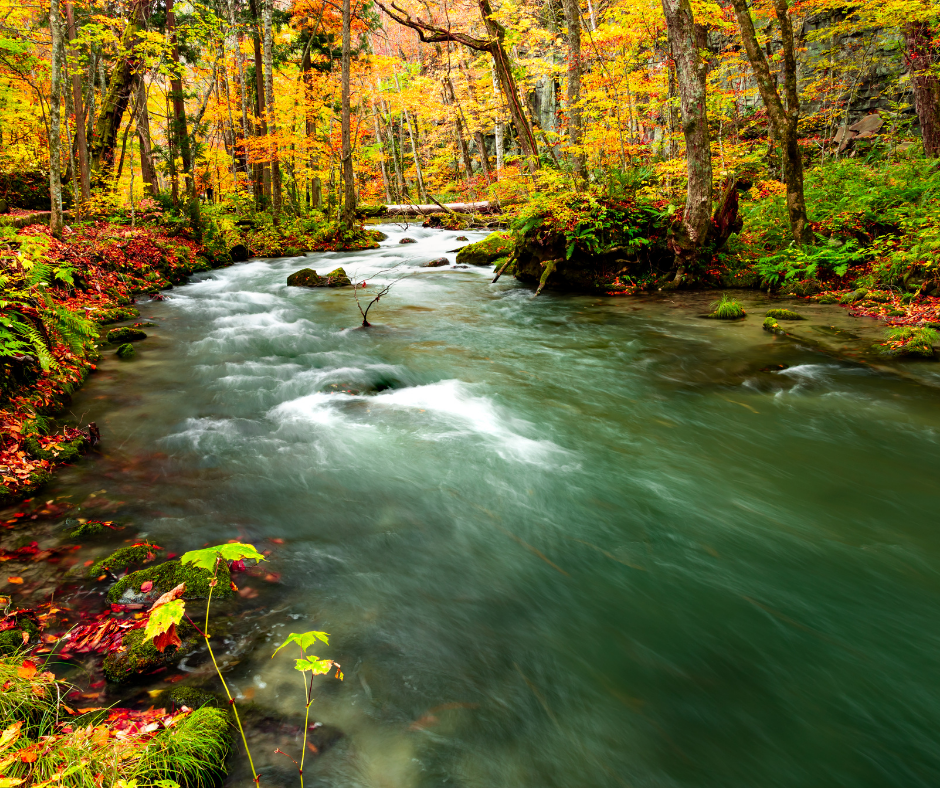 เที่ยวลำธารโออิราเสะ Oirase Stream จุดชมธรรมชาติสุดสวยในอาโอโมริ