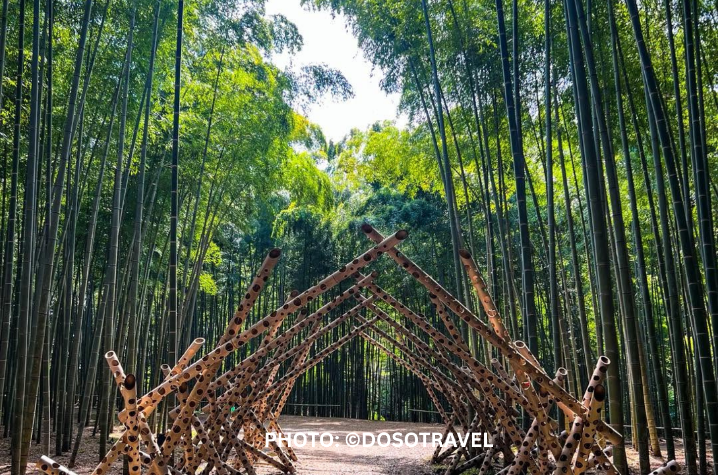เปิดป่าไผ่ลับใกล้โตเกียว: พาไป Bamboo Forest Wakayama Farm ญี่ปุ่นฟีลหนังซามูไร