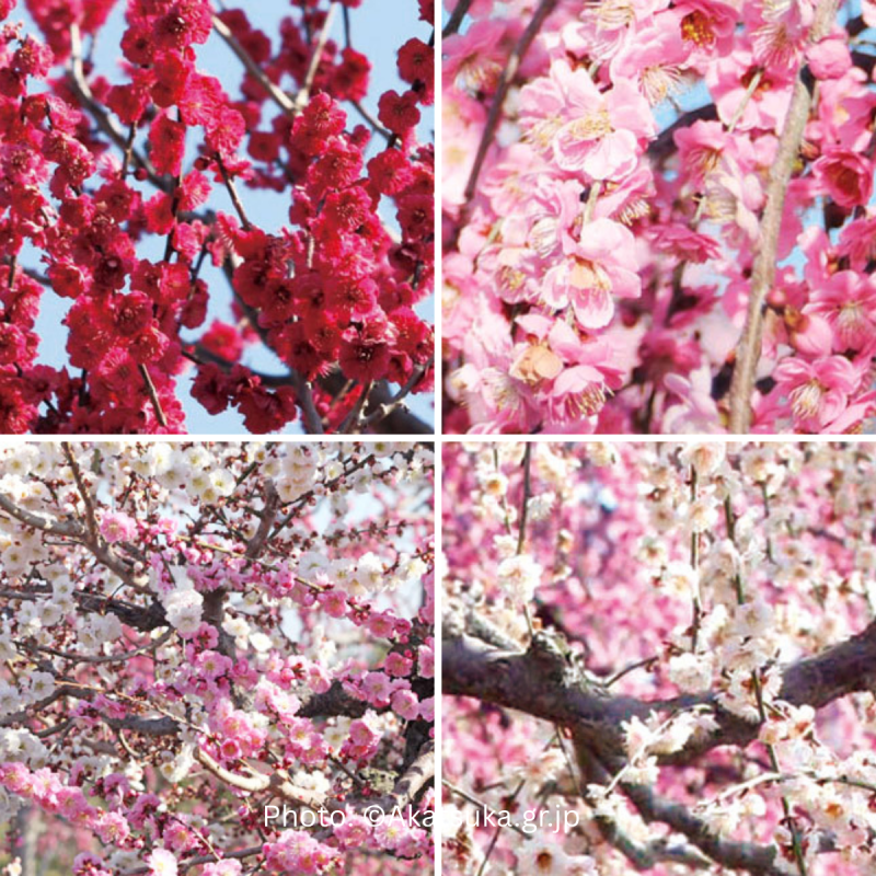 สวนซุซูกะ (Suzuka Forest Garden)