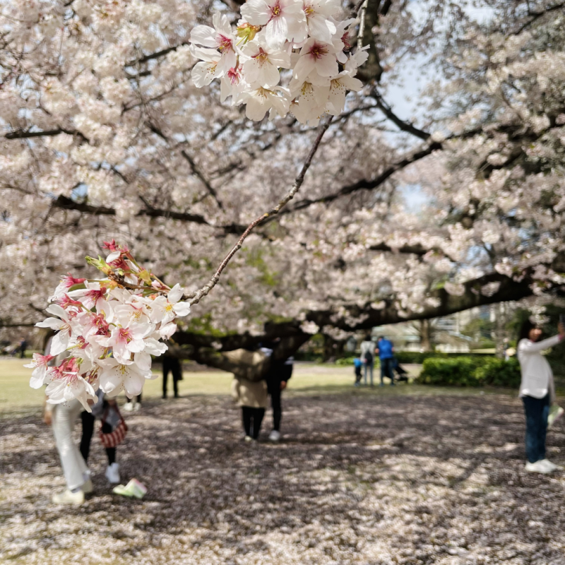 10 จุดชมซากุระในโตเกียว เดินทางง่าย ใกล้สถานี เที่ยวญี่ปุ่นฤดูใบไม้ผลิ